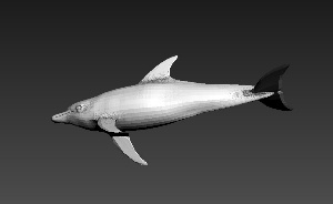 海豚动物模型