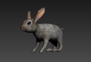 兔子3D模型图片