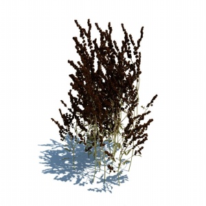 3D植物模型效果图
