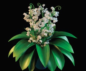 3D植物铃兰模型设计
