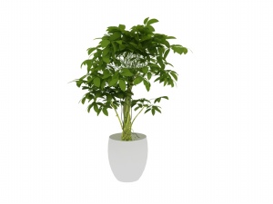 室内植物盆栽模型设计