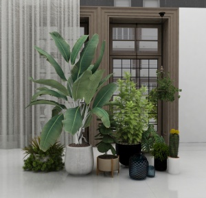 盆景盆栽植物3D模型