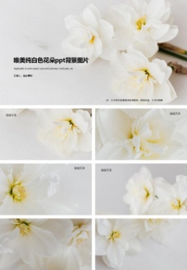 唯美纯白色花朵ppt背景图片