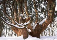 冰天雪地 239