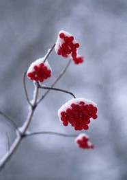 冰天雪地 490