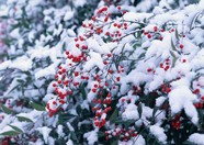 冰天雪地 492