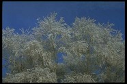 冰雪图片
