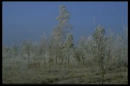 冰天雪地 648