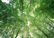 丛林之美 50