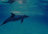 洪恩故事免费版下载-洪恩故事app下载v4.6.12 官方安卓版