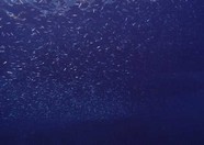 海底世界 177