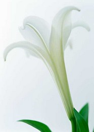 花草特写 1403