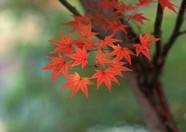花草特写 1616
