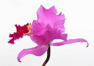 花草特写 481