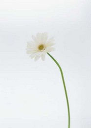 万千花卉 765