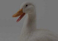 家禽 29