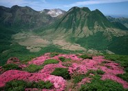 绿树山水 129