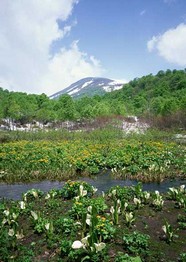 绿树山水 216