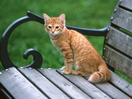 小猫图片