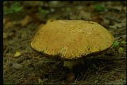 蘑菇图片