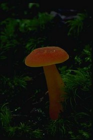 蘑菇图片
