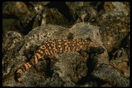 沙漠风光 114