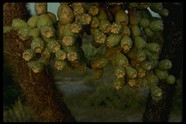 沙漠风光 50