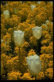 【LogoDIY联想电脑设置开机Logo  v0.3】LogoDIY联想电脑设置开机Logo  v0.3