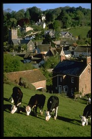 乡村房屋牛群图片