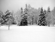 冬天森林雪景图片下载
