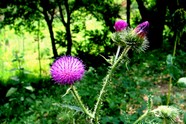 花草风景素材图片下载