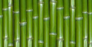 高清竹子背景图片下载