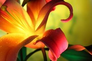 高清百合花图片下载