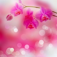 高清桃花背景图片下载
