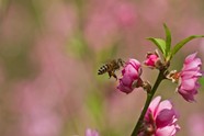 高清粉红桃花图片下载