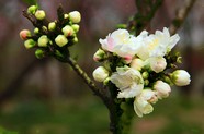 高清白色海棠花图片下载