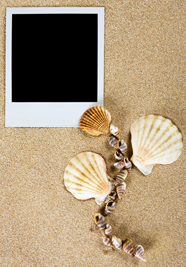 高清贝壳田螺图片下载