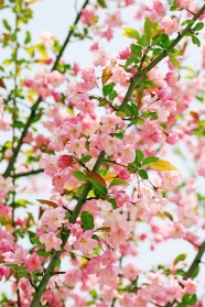 高清粉色海棠花图片下载