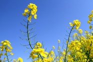 青海湖油菜花图片