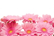 粉色菊花图片素材下载