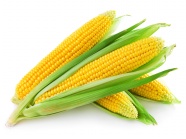 高清玉米图片下载