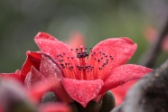 木棉花唯美高清图片