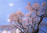 武汉樱花树图片下载