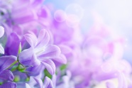 紫色花朵高清图片