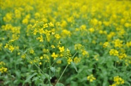 高清油菜花图片