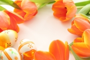 橙色郁金香鲜花图片