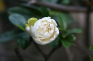 栀子花图片
