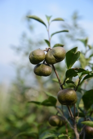 茶籽高清图片下载