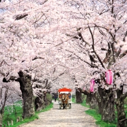 櫻花馬路美景图片