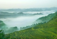 茶山雾气弥漫风景图片